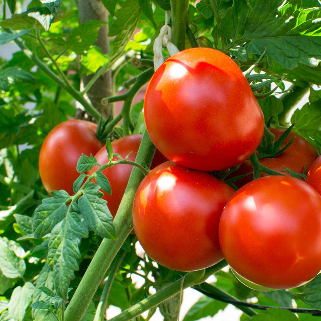 F1 Hybrid Bail Tomato (بیل ٹماٹر) 15 Seeds