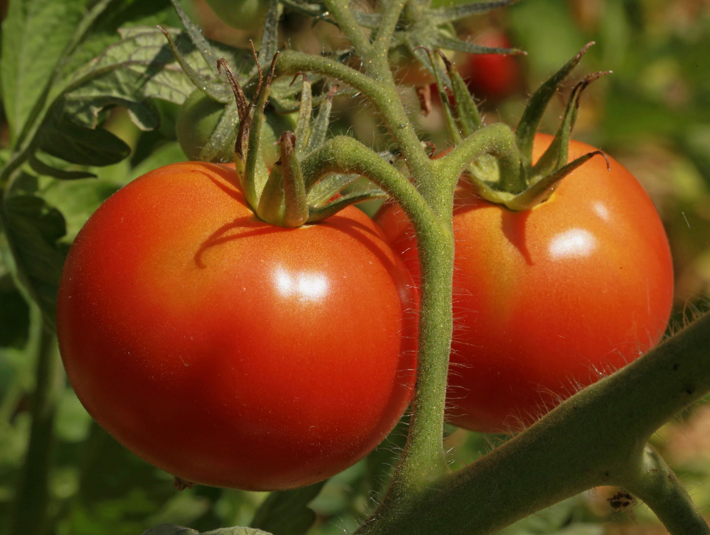 Hortus Pomodoro S. Pierre Tomatoes 1gm