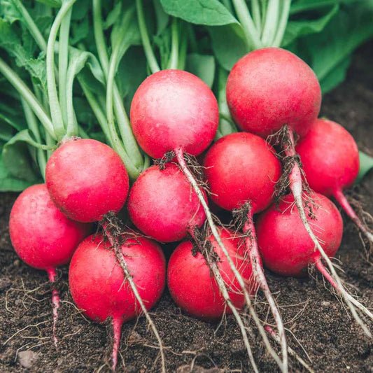 F1 Red Radish (لال مولی) 100+ Seeds