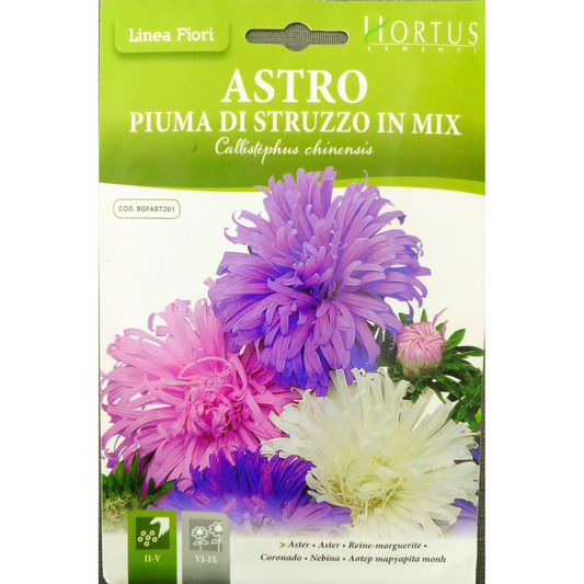 HORTUS ASTER CALLISTEPHUS 1 GRAM