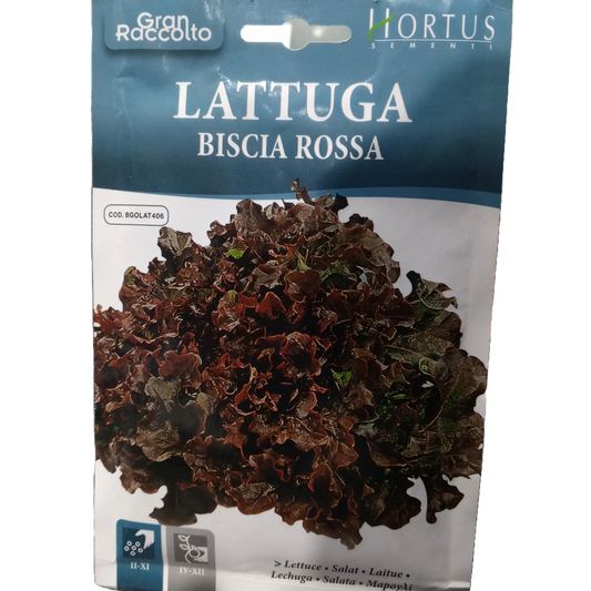 Hortus Red Lettuce (Lattuga Biscia Rossa) 25 Grams