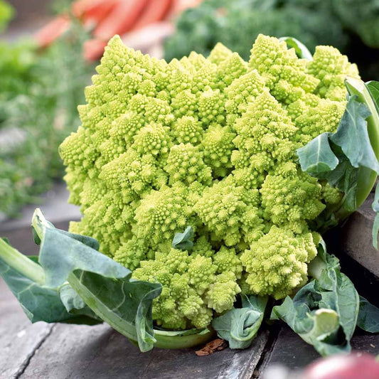 Romanesco Cauliflower (رومینسکو گوبھی) 20 Seeds