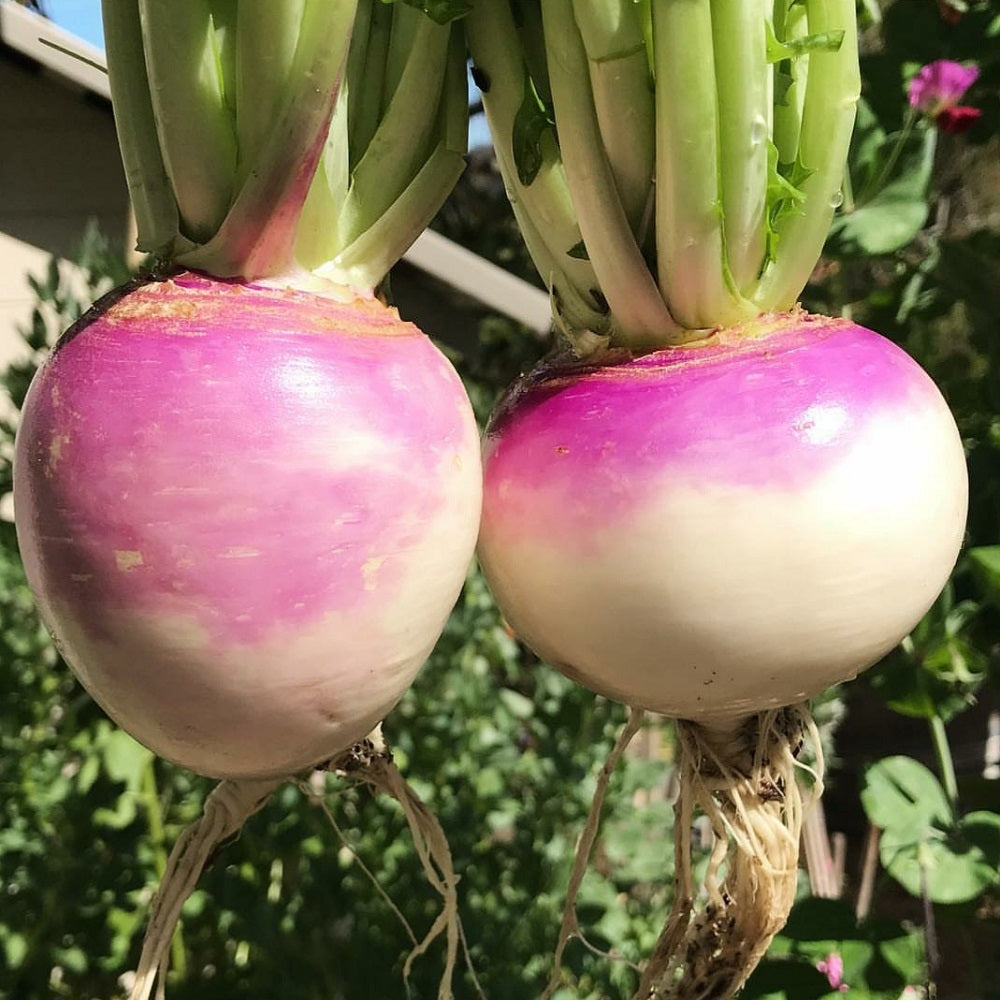 Turnip (شلجم) 500+ Seeds