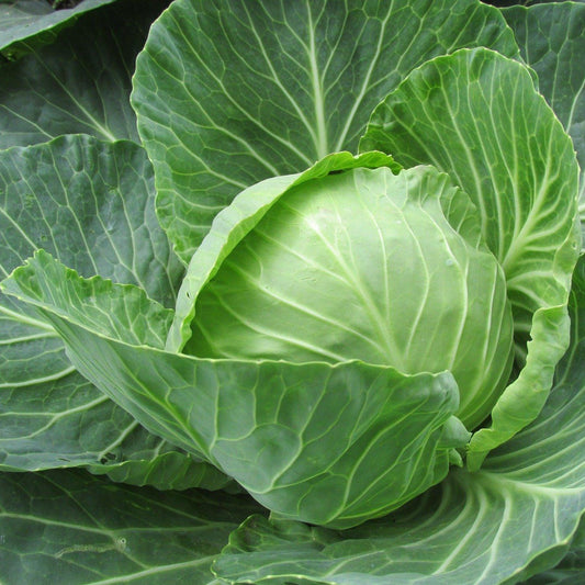 F1 Cabbage (بند گوبھی) 25 Seeds