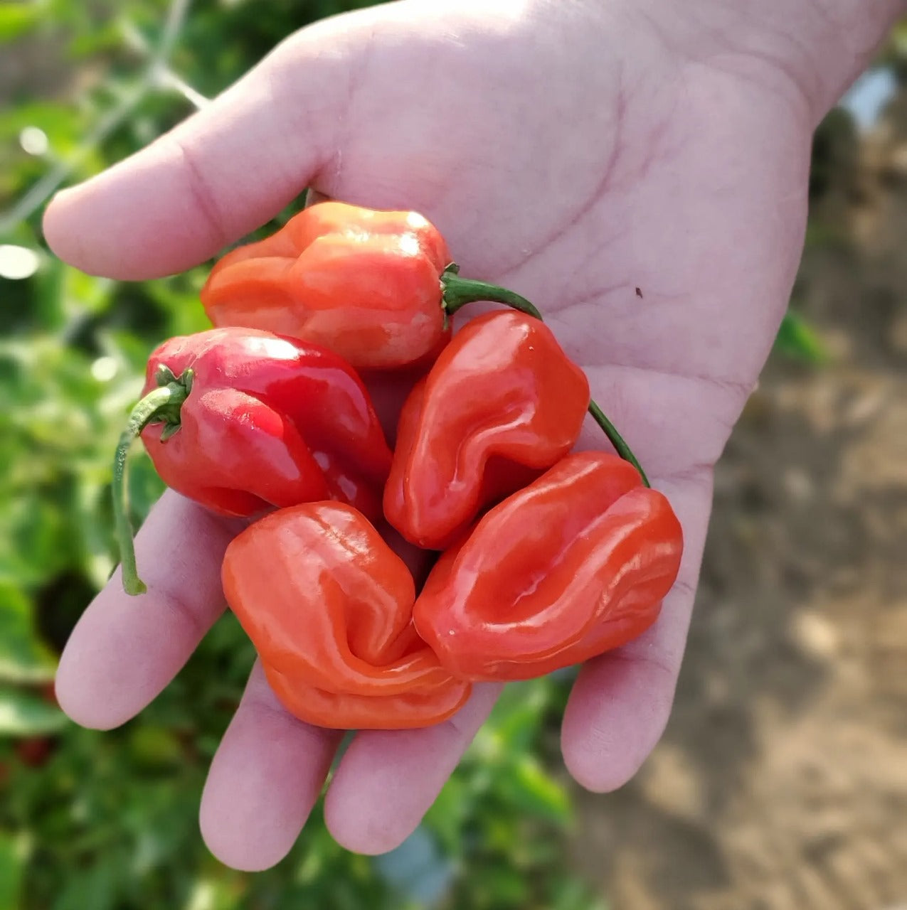 Habanero Peppers (ھبانیرو پیپرز) 10 Seeds