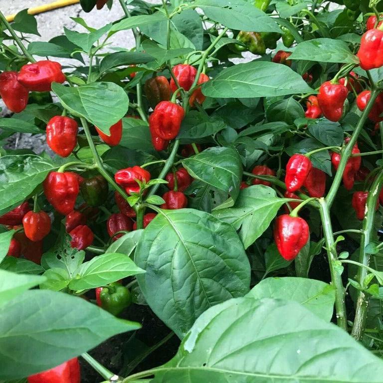 Habanero Peppers (ھبانیرو پیپرز) 10 Seeds