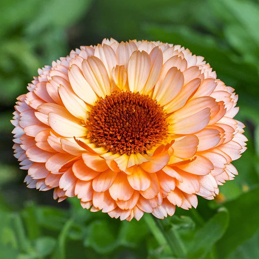 Calendula Pink Surprise (پوٹ میری گولڈ) 20+ Seeds