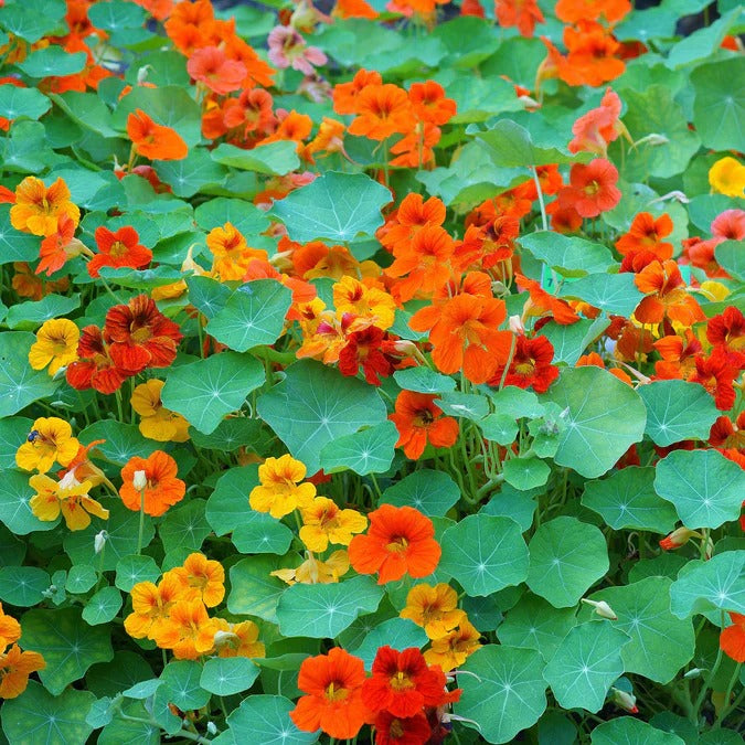 Nasturtium African Mix (نسٹشیئم مکس) 10 Seeds