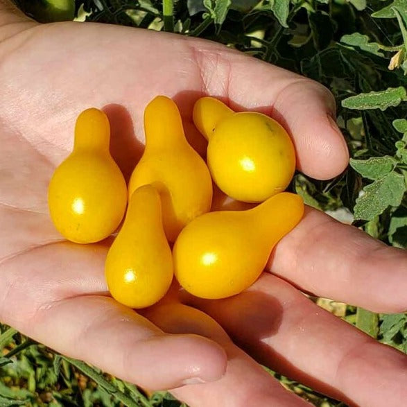 Yellow Candy Tomatoes (کینڈی ٹماٹر) 10 Seeds