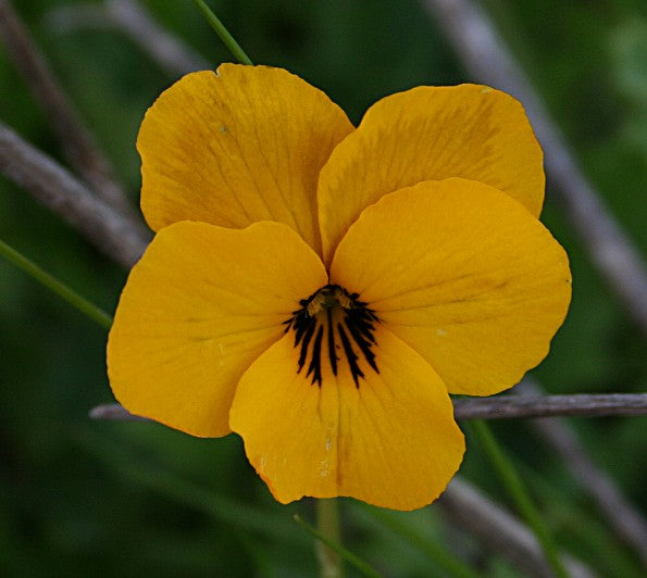 Imported Pensy Yellow (Viola) 30+ Seeds