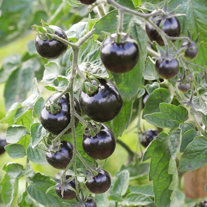 Black Cherry Tomatoes (بلیک چیری ٹماٹر) 10 Seeds