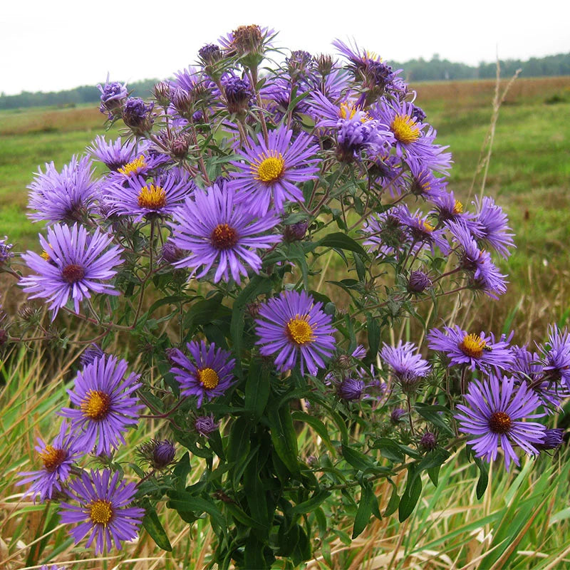 Aster New England (آسٹر نیو انگلیڈ) 30+ Seeds