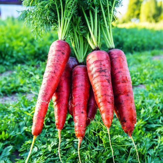 Carrot (گاجر) 300+ Seeds