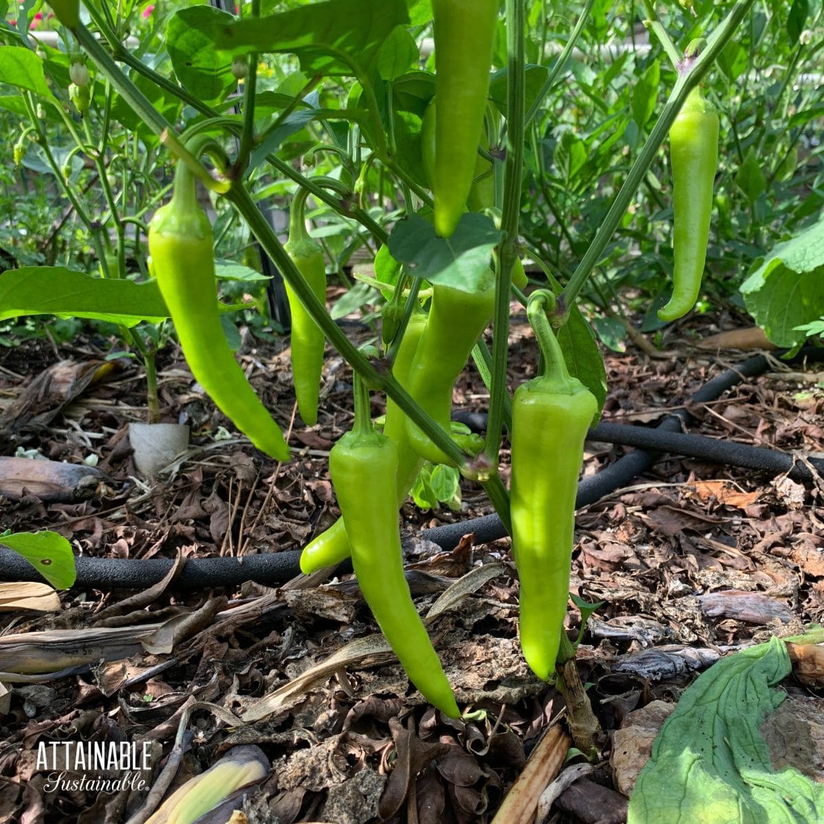 Hortus Peperone P13 Chili Peppers