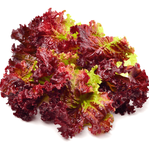 F1 Hybrid Red Lettuce (لال سلاد) 50+ Seeds