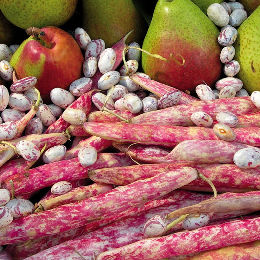 Red Pole Bean (ریڈ پول بین) 10 Seeds