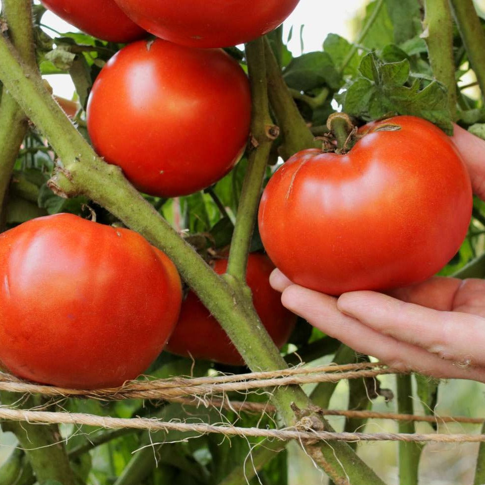 Beefsteak Tomatoes (بیف سٹیک ٹماٹر) 10 Seeds