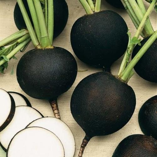 Black Radish (کالی مولی) 30+ Seeds