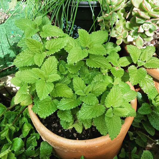 Imported Lemon Balm 50+ Seeds