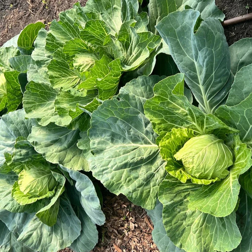 F1 Cabbage (بند گوبھی) 25 Seeds