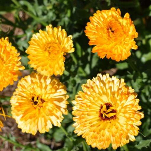 Calendula Apricot (پوٹ میری گولڈ) 20+ Seeds