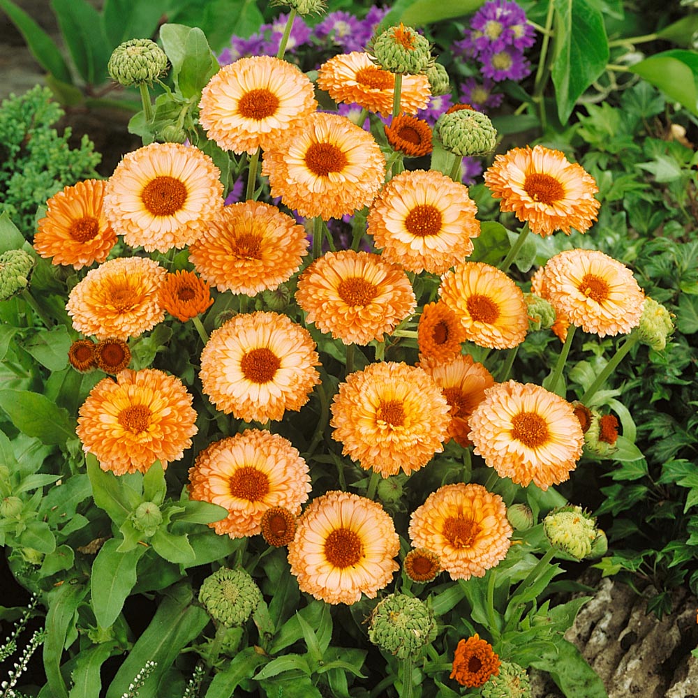 Calendula Pink Surprise (پوٹ میری گولڈ) 20+ Seeds