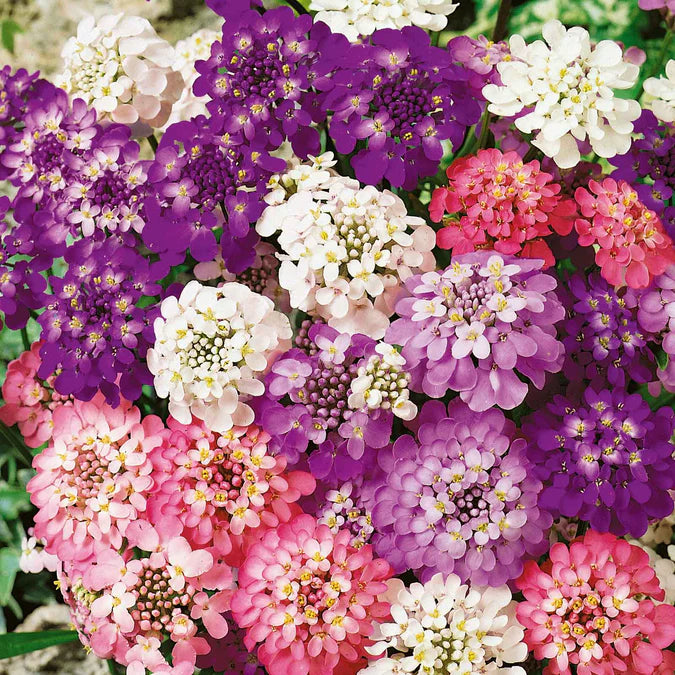 Candytuft Fairy Mix (کینڈی فیری مکس) 20+ Seeds