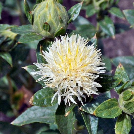 Saffron White Grenade (سیفران گرینیڈ) 10 Seeds