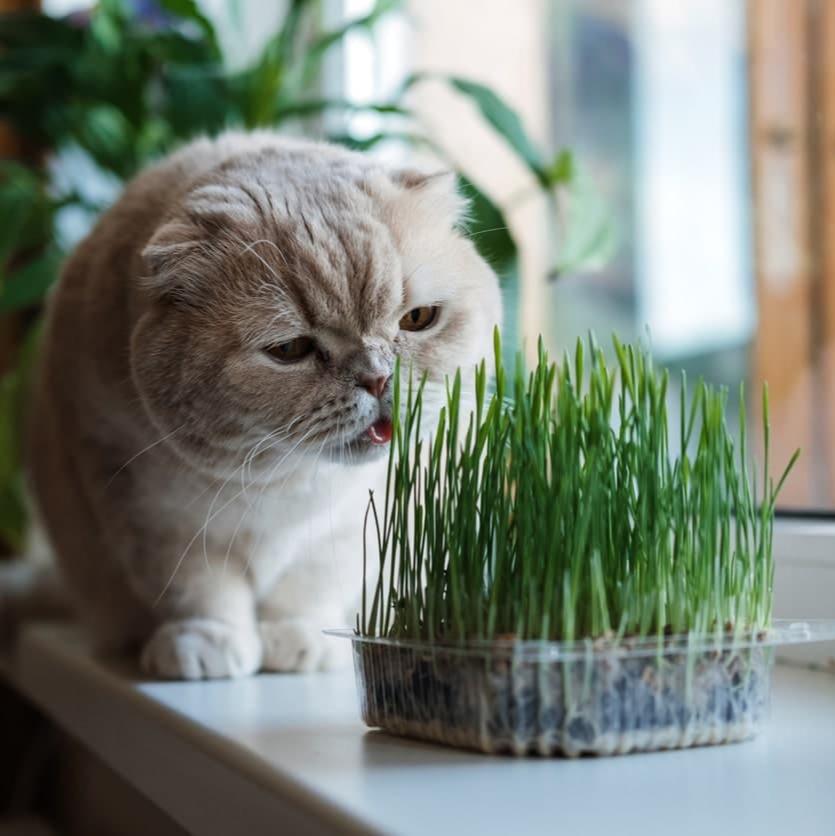 Cat Grass (کیٹ گراس) 50+ Seeds