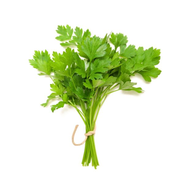 F1 Hybrid coriander (دھنیہ) 500+ Seeds