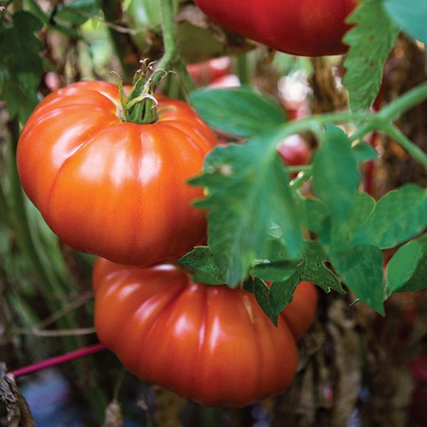 Hortus Pomodoro Marmande Tomatoes 1gm