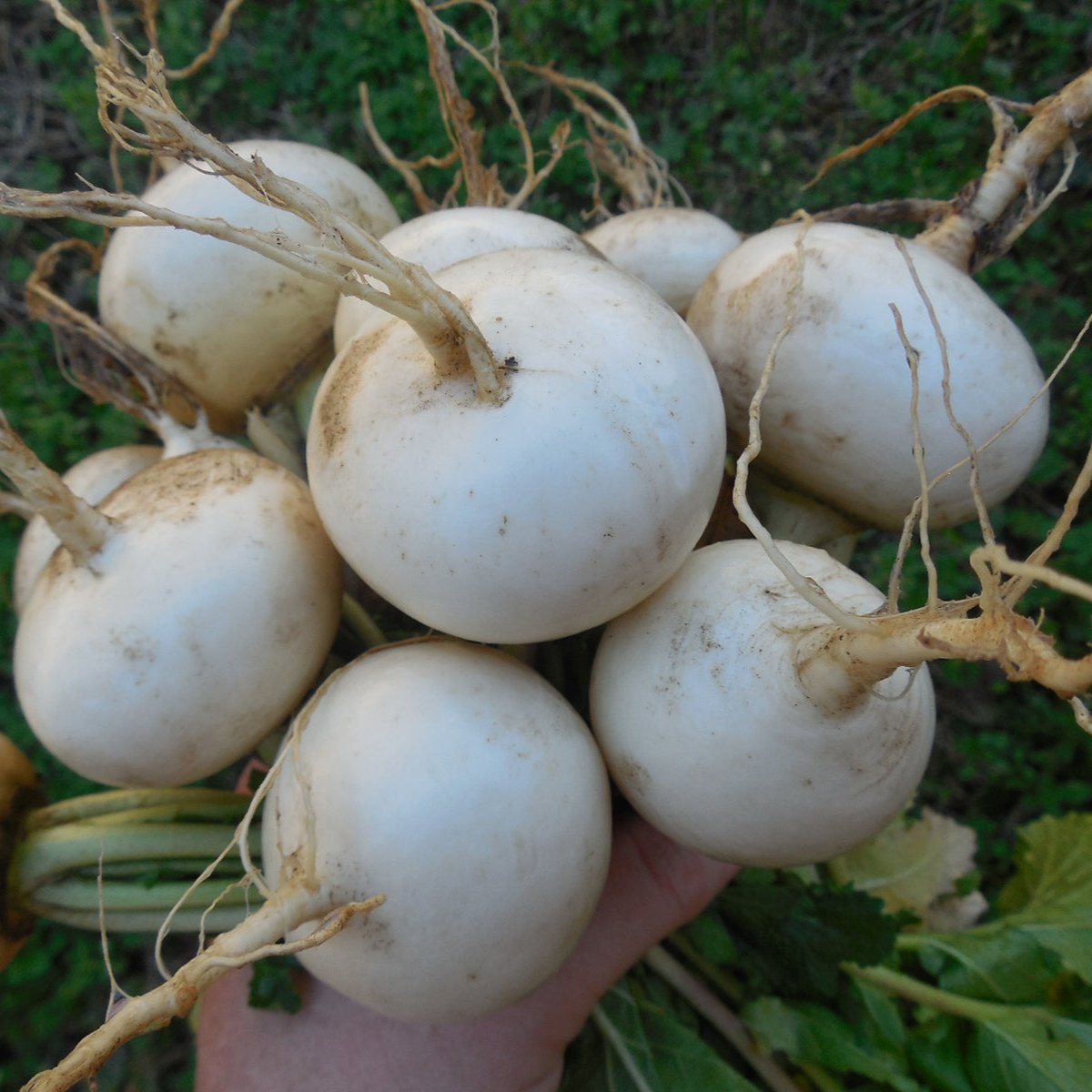 White Turnip (سفید شلجم) 30+ Seeds