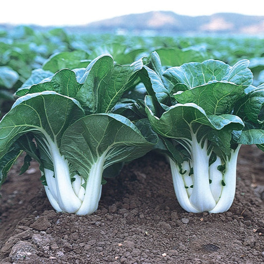 Pak Choy (پاک چواۓ) 30 Seeds