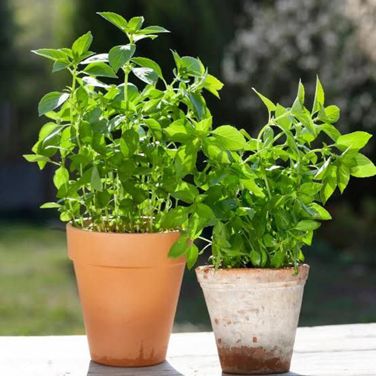 Lemon Basil (لیمن تلسی) 40+ Seeds