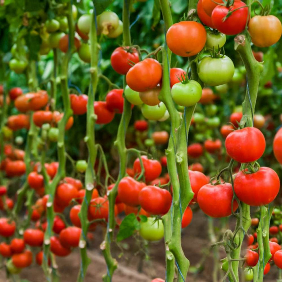 F1 Hybrid Bail Tomato (بیل ٹماٹر) 15 Seeds