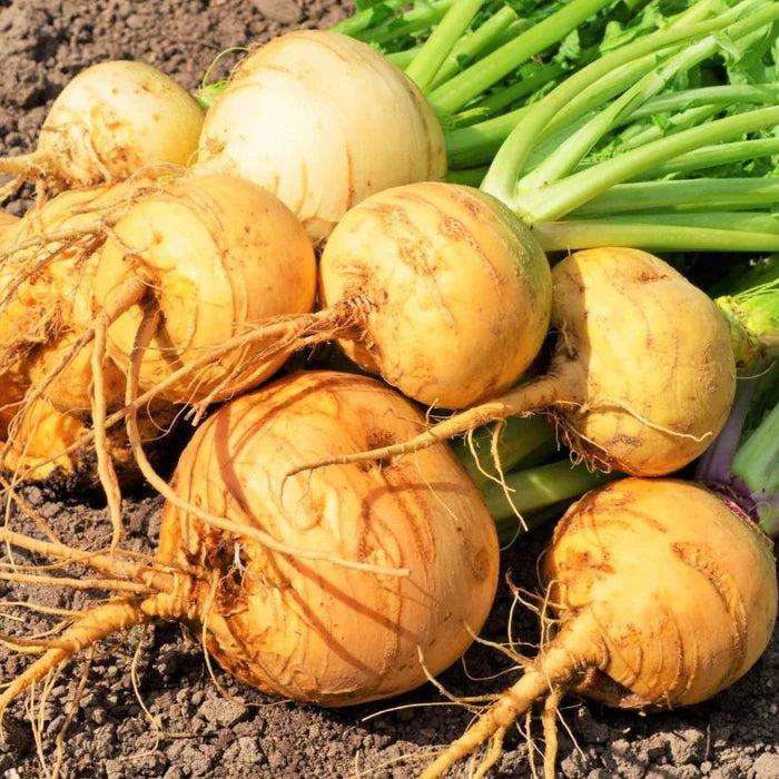 Golden Turnip (گولڈن شلجم) 150+ Seeds