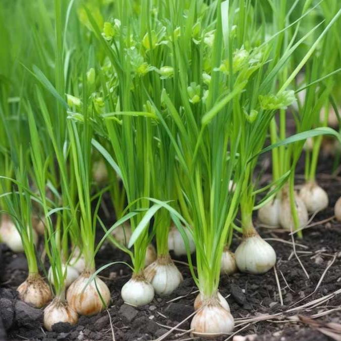 White Onion (سفید پیاز) 50 Seeds