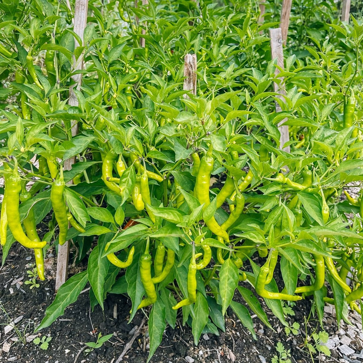 F1 Hybrid Green Chili (سبز مرچ) 25 Seeds