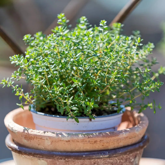 Imported Thyme 50+ Seeds