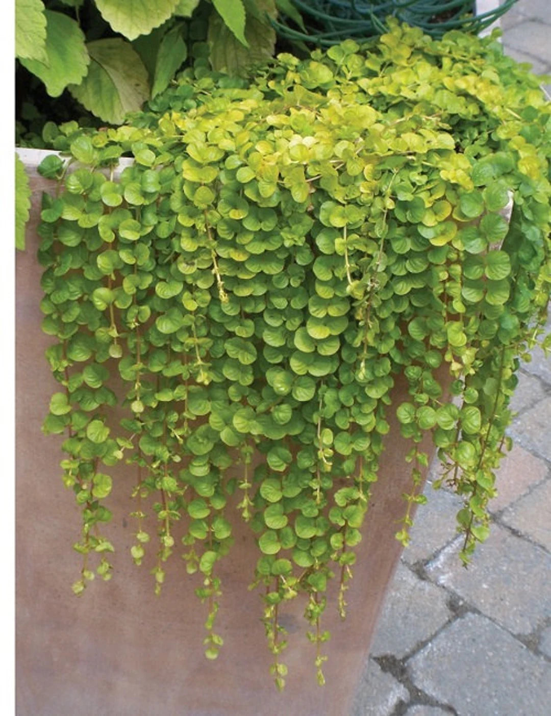 Dichondra Repens (لان لیف) 1 gram Seeds