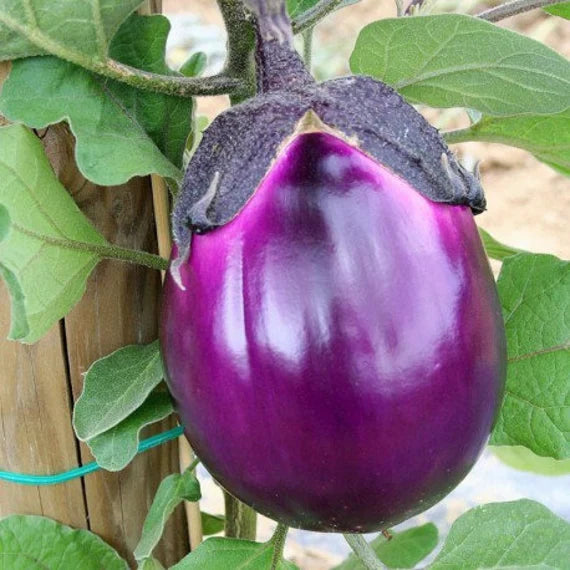 Imported Aubergine (Italian Eggplant) 20 Seeds