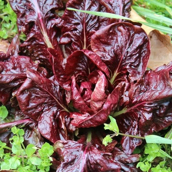 Red Chicory Lettuce (ریڈ چکوری سلاد) 70+ Seeds