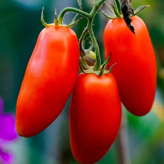 Hortus Pomodoro Scatolone 2 Tomatoes