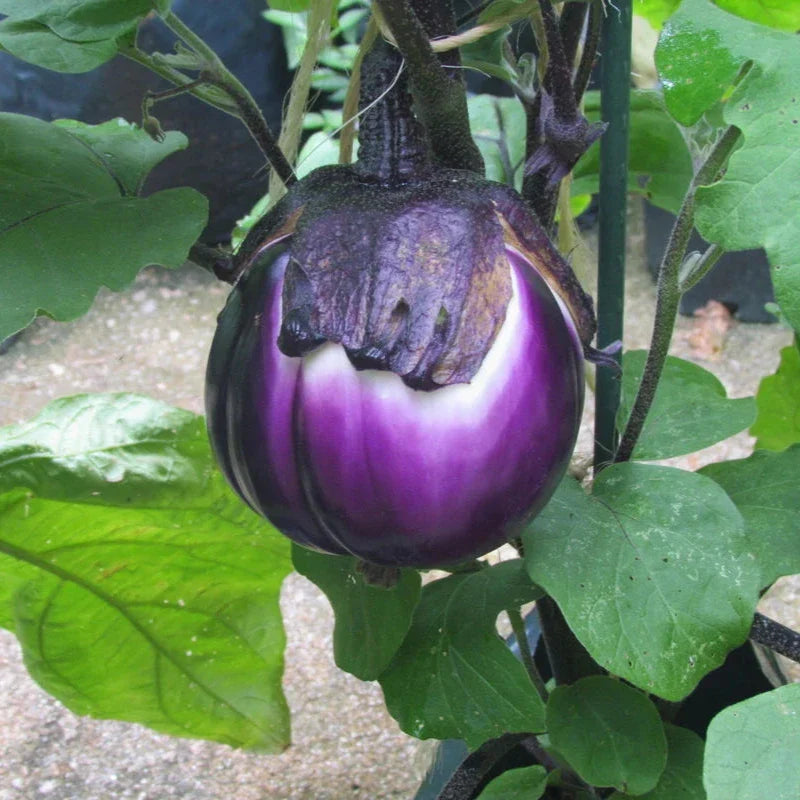 Imported Aubergine (Italian Eggplant) 20 Seeds