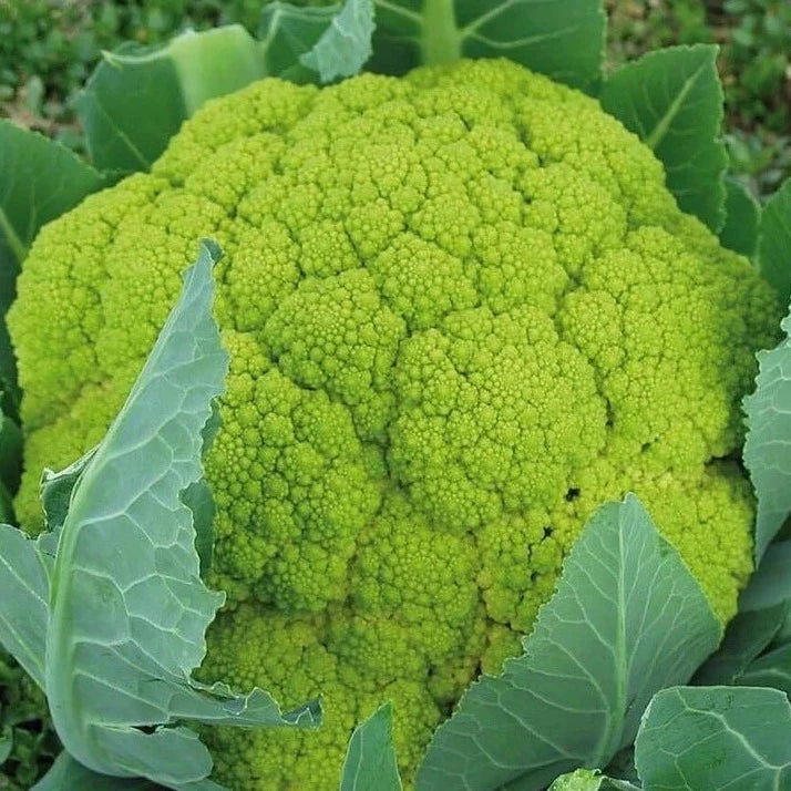 Green Cauliflower (گرین گوبھی) 20 Seeds