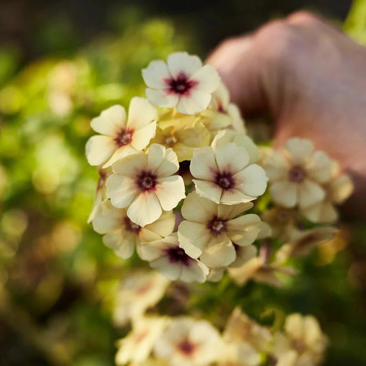 Phlox Caramel (کیریمل فلوکس) 20+ Seeds