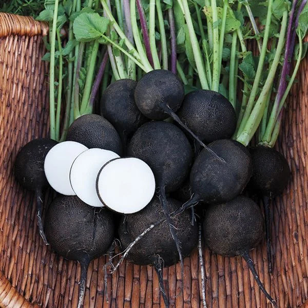 Black Radish (کالی مولی) 30+ Seeds