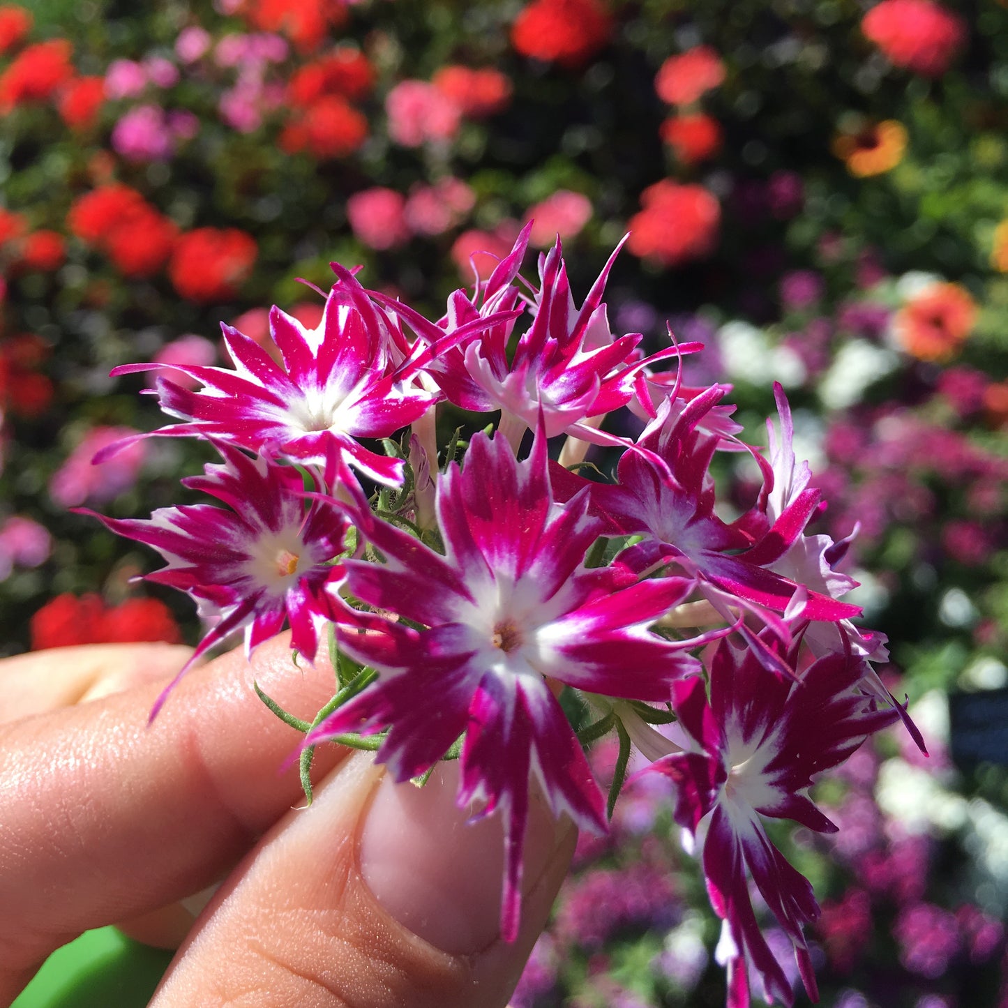 Imported Phlox Twinkle (ٹونیکل ٹال) 20+ Seeds