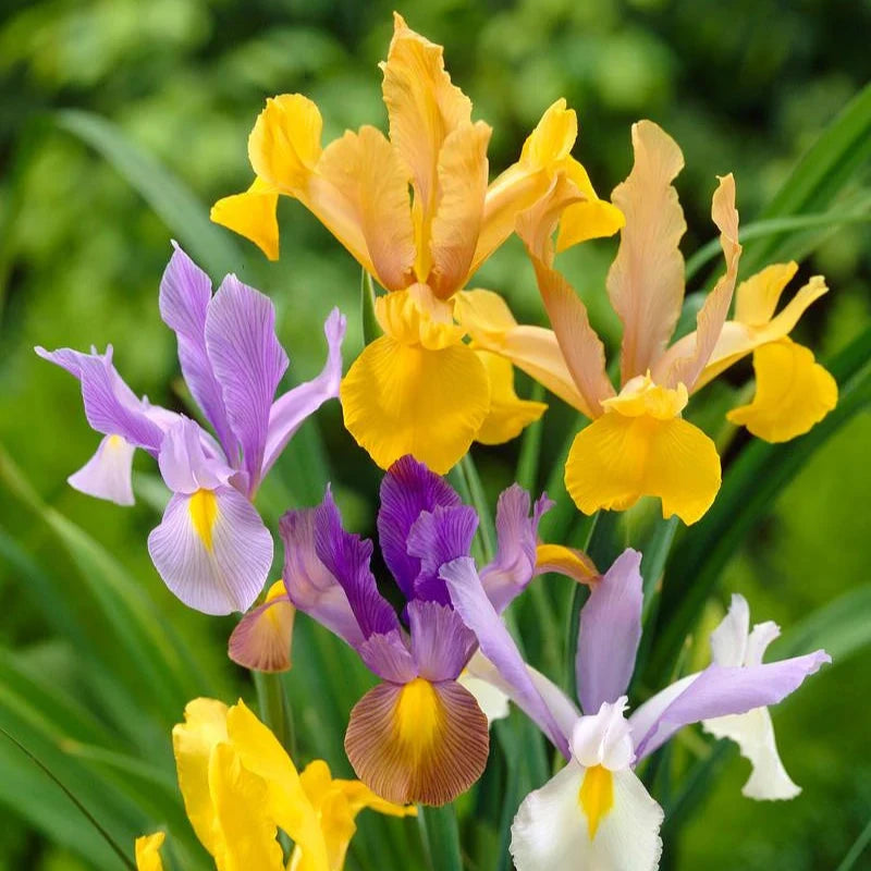 Dutch Iris Mixed