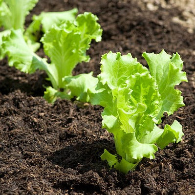 Leafy Lettuce (سلاد پتہ) 100+ Seeds